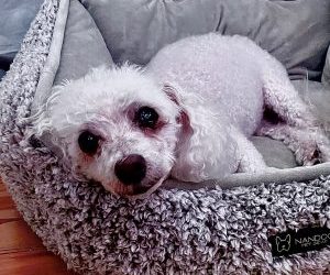 Cam’s Story – A Pet Peace of Mind Success Story