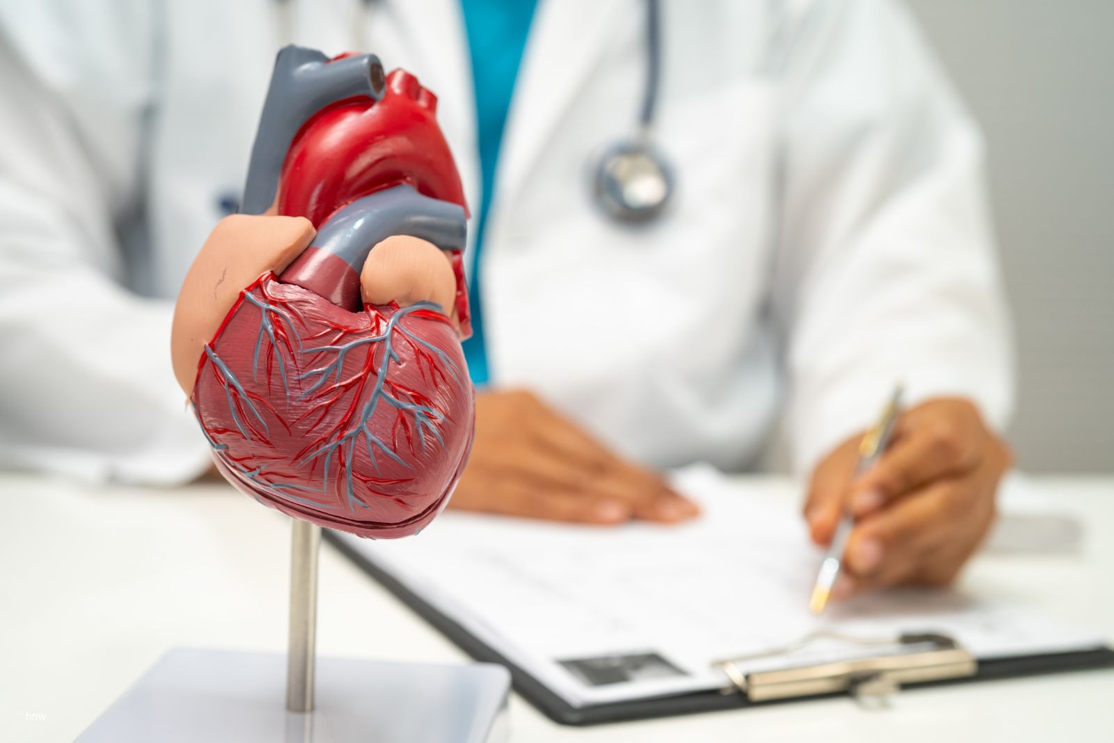 Pearls WP Feature Mar 2026 Cardiologist reviewing chart with a heart model on their desk.